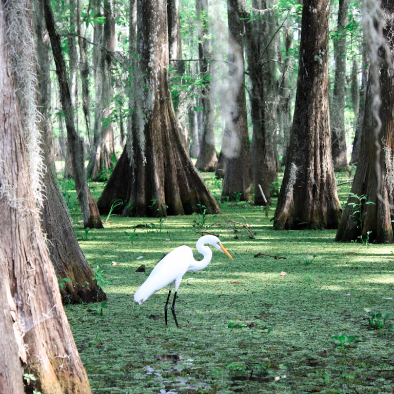 ascension parish