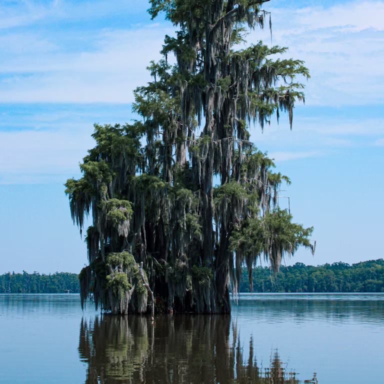 st helena parish